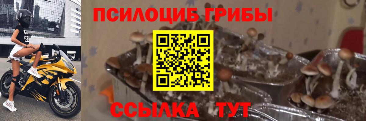 Галлюциногенные грибы Magic Shrooms Ухта